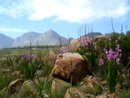 Watsonia borbonica subsp. borbonica in a rocky place